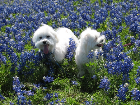 Hiding in the Bluebonnets - field, texas, bluebonnets, maltese