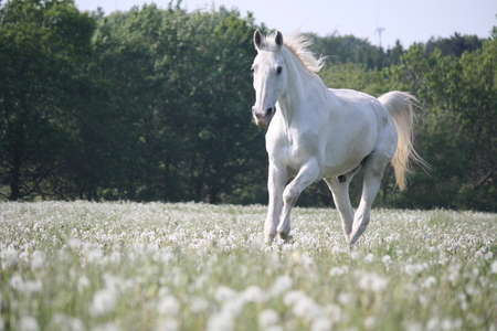 Amazing horse. - wow, cute, horse, pretty