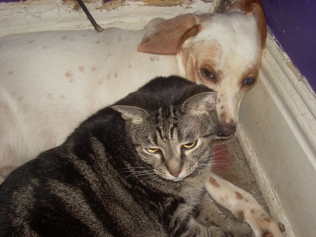 cute - cat and dog together, cat, dog, animals, animal, cute