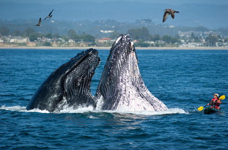 A Whale of a Call - boater, near, whales, miss