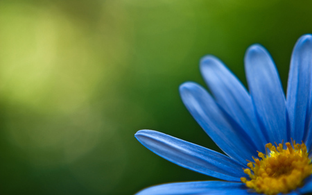 Blue Daisy on Green - delicacy, pc, colorful, widescreen, pistil, view, amazing, yellow, cool, petals, grass, garden, cena, multi-coloured, wallpaper, nature, beautiful, photoshop, nice, beauty, photography, delicate, image, multicolor, macro, green, orange, desktop, scene, background, plants, picture, colours, close-up, blue, flowers, colors, awesome, photo, natural