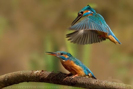 beautiful birds - macro, flying, birds, beautiful