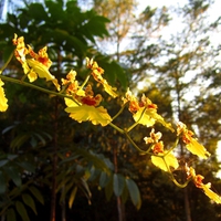 Dancing Lady Orchids