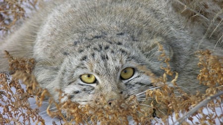 AMBUSH OR HIDING ? - ambush, ready to attack, hiding, eyes, lovely, cat