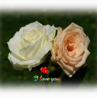 I LOVE YOU ROSES