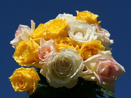 BOUQUET - white, roses, pink, bouquet, yellow