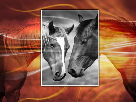 Horse love - abstract, effects, love, horse