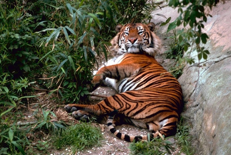 Bengal Tiger - cat, animal, tiger, bengal