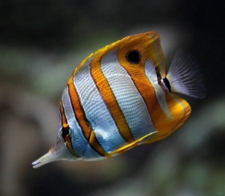 colourful fish - colourful, nature, fish, animals