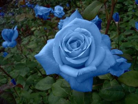 Blue Roses - nature, roses, photography, blue roses, garden