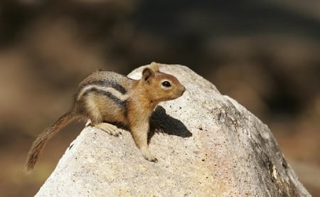 Did You Hear That - rock, chpimunk, tail, stripe