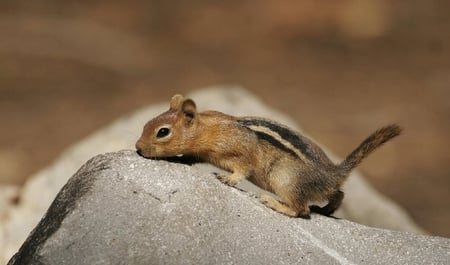 I Smell Something - tail, rock, stripe, chipmunk