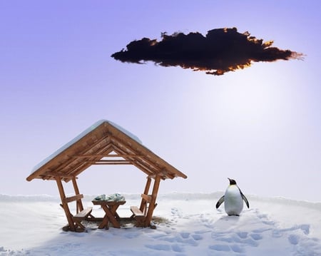 Blind date - cottage, nice, sky, penguin, funny animals, cool, snow, clouds, animal, cute