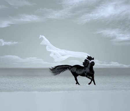 Chasing the wind - white, sky, horse, animals, black, beauty, clouds