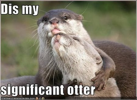 CUTE PAIR - otters, love, pair, cute