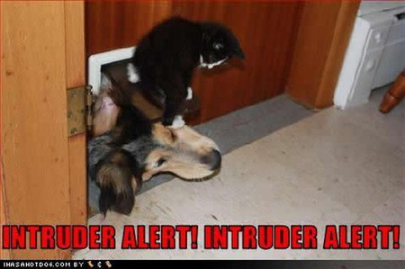 INTRUDER ALERT - cat, alert, intruder, dog