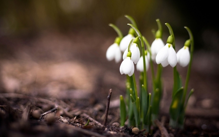 Snowdrops - nature, macro, bloom, snowdrop, petals, flowers, flower, spring