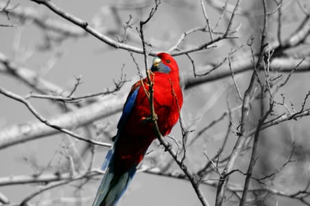 Red spot - beauty, red, parrot, animals, winter, bird