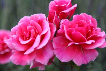 rosess pink - flowers, nature, rosess, rose, love, pink