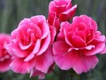 rosess pink