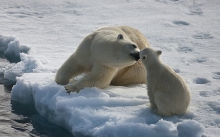 Covenant of love - bear, ice, animal, polar, cub, arctic, wildlife