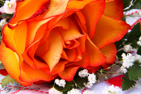 LoveLy rose - love, 3d, orange, rose, flower