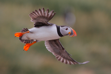 puffins - fly, animal, bird, cute, go