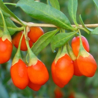 Goji fruits