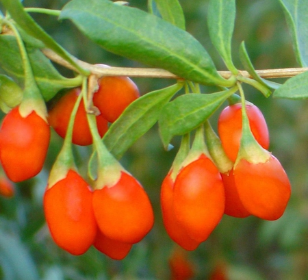 Goji fruits - nature, china, goji, bush, orange, green, fruit