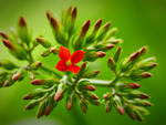 Pretty flower in green