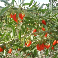 Goji