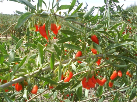 Goji - bush, nature, goji, green, fruit, china, orange