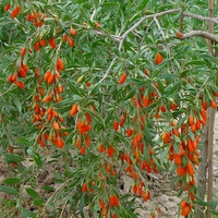 Goji