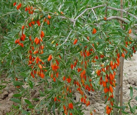 Goji - nature, china, goji, bush, orange, green, fruit