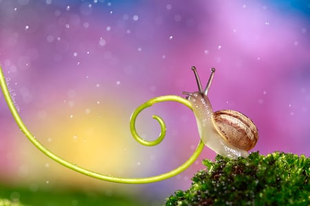 swirling - fantasy, snail, 3d, colors, art