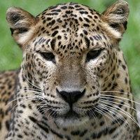 Leopard for my dear friend jeannie ( CandyShugar )