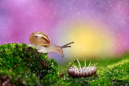 tickle-me - animal, grass, colors, cockroach, snail