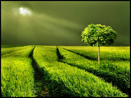 Green Nature - moon, light, nature, green