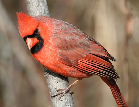 Red Cardinal - male, cardinal, bill, red