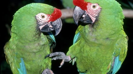 That's Close Enough Buddy - parrots, red, green, feet