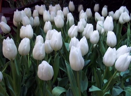 White tulips - beauty, tulips, tenderness, tender, field, pure, white, petals, leaves, flowers, flower