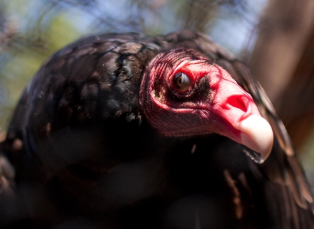 Waiting for Death - faced, lappet, vulture, bill, eye