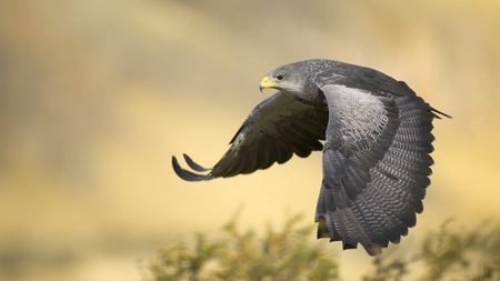 Downbeat - downbeat, raptor, wings, flight