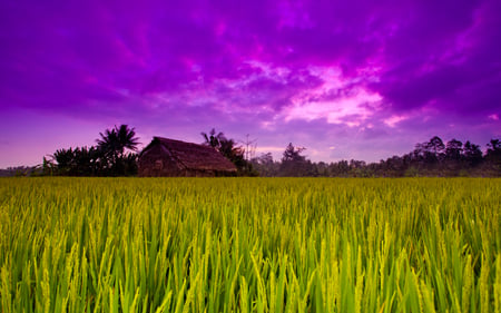 Amazing purple sky - sky, purple, nature, green, grass