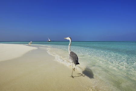 Herons on Holiday - beach, sand, sea, herons