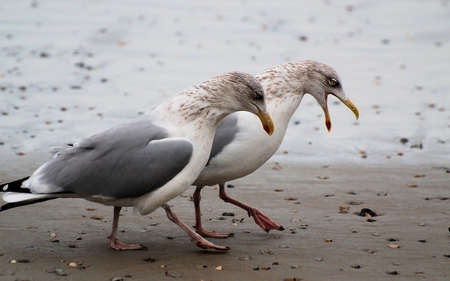 And Then I Said To Him....... - bil, beach, legs, gulls