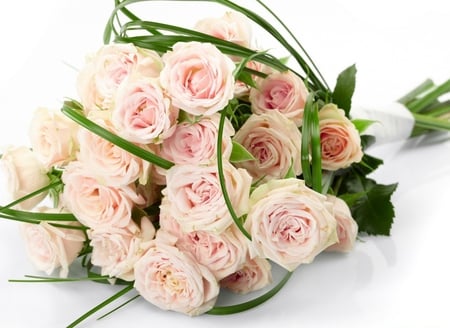 Roses - roses, tenderness, beautiful, beauty, bouquet, leaves, flowers, soft, ribbon, softness