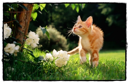 CURIOSITY - orange, flowers, animals, cats