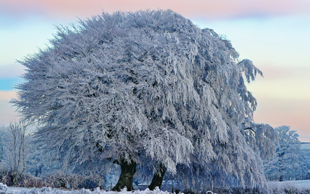 Dressed in snow - tree, winter, nature, snow