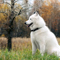 Loyal friend
